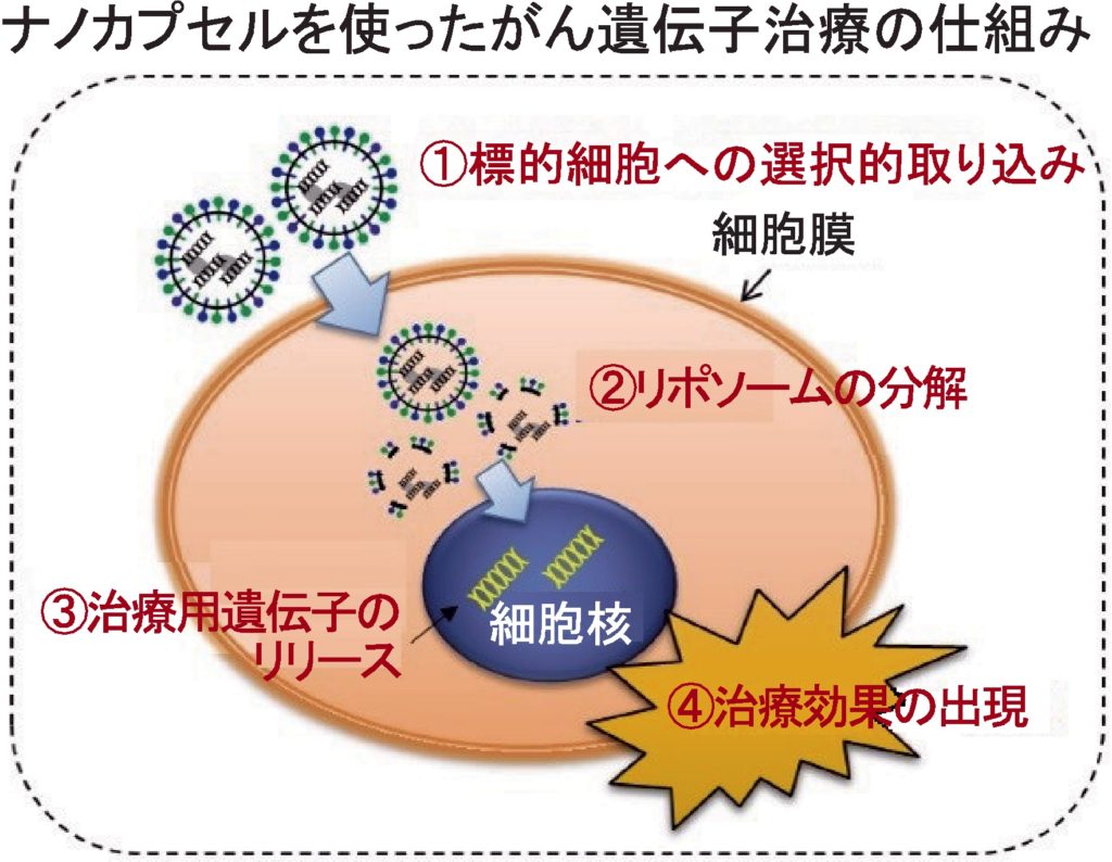 がん細胞に治療遺伝子を効率よく運搬東芝と信州大、ナノカプセルを共同