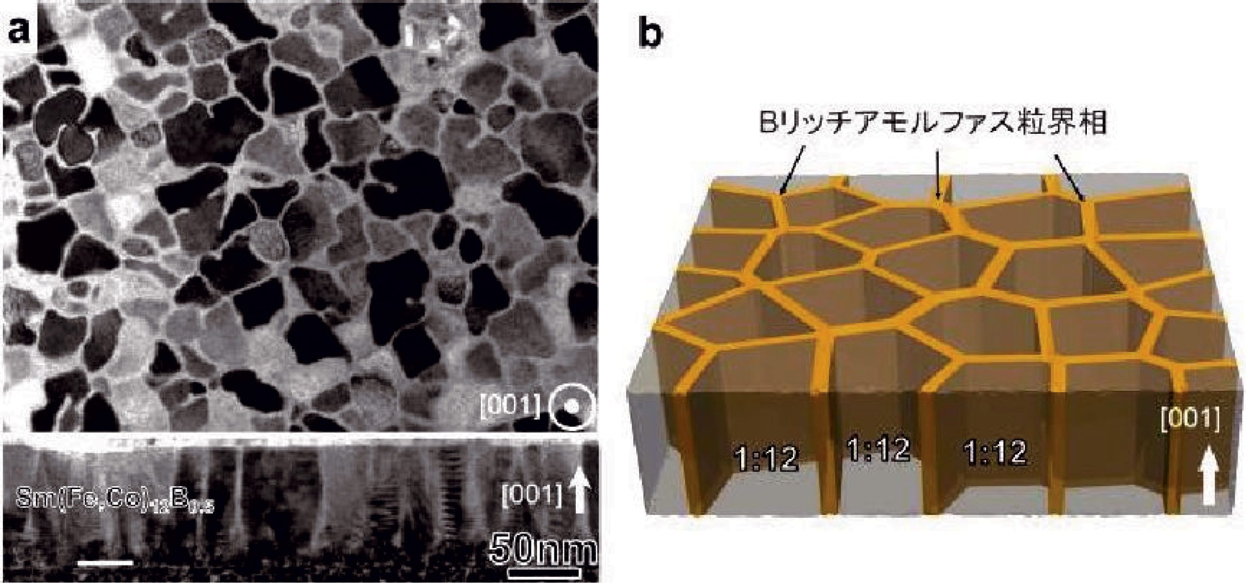 ［図1］Sm（Fe 0.8Co 0.2） 12B 0.5薄膜の面内と断面の電子顕微鏡像と微細組織の模式図。Sm（Fe 0.8Co 0.2） 12ナノ粒子を3nmの厚みのアモルファス相が均一に覆うユニークな異方性複相組織が形成されている