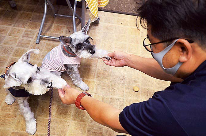 「お手」もできるお利口さん