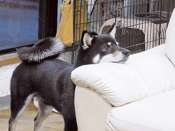 看板犬のテツ