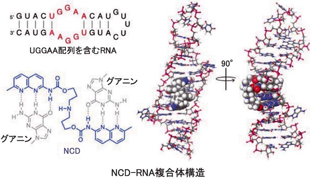 分子進化と分子系統学/培風館/根井正利 本
