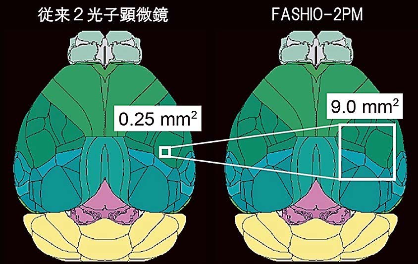 マウス脳における従来の2光子顕微鏡（左）と今回開発の顕微鏡で観察できる視野の比較