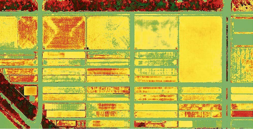 画像解析技術を活用して生育診断（イメージ）