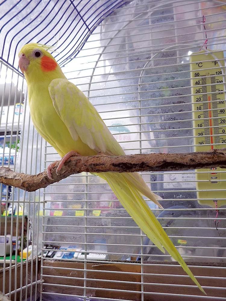 オカメインコのモモちゃん（上下とも）