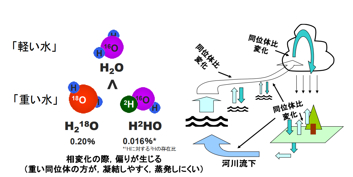 水蒸気の循環などのイメージ（提供＝東大）