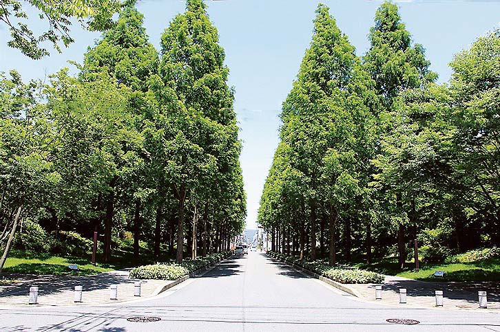 一部敷地を歩道として整備し、街路樹を植樹した並木道