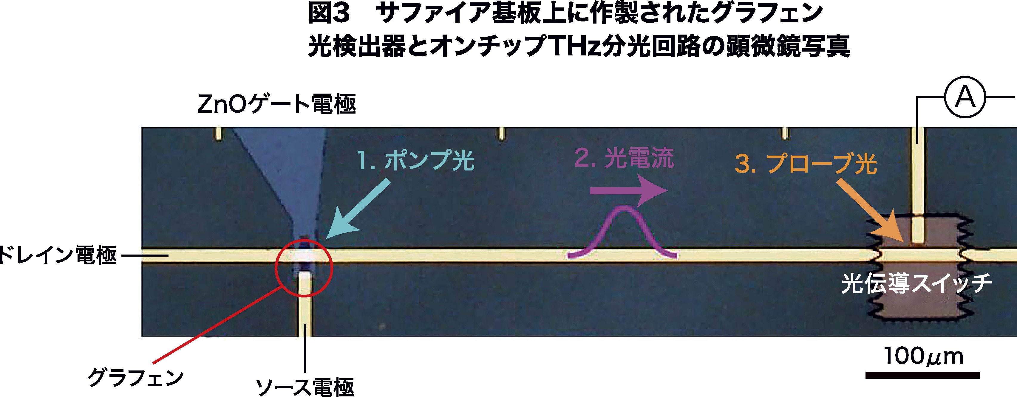 グラフェン光検出器にポンプ光（280fsのレーザーパルス）を照射することで生じた光電流はドレイン電極を伝播し、光伝導スイッチにプローブ光を照射することで検出される。ポンプ光とプローブ光の時間差を変えることで、光電流の波形を計測できる。