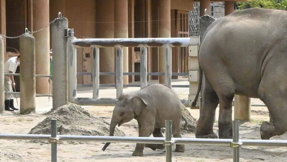 アジアゾウの赤ちゃん「うらら」