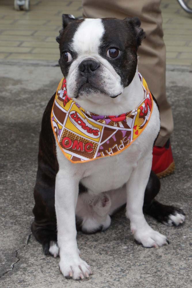 看板犬の勝次郎もお祝い