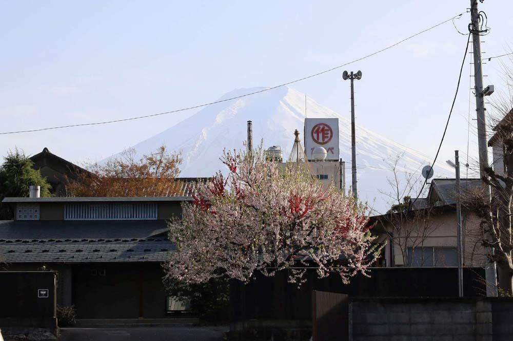 同店がある富士吉田市は富士山が間近に見える（4月撮影）
