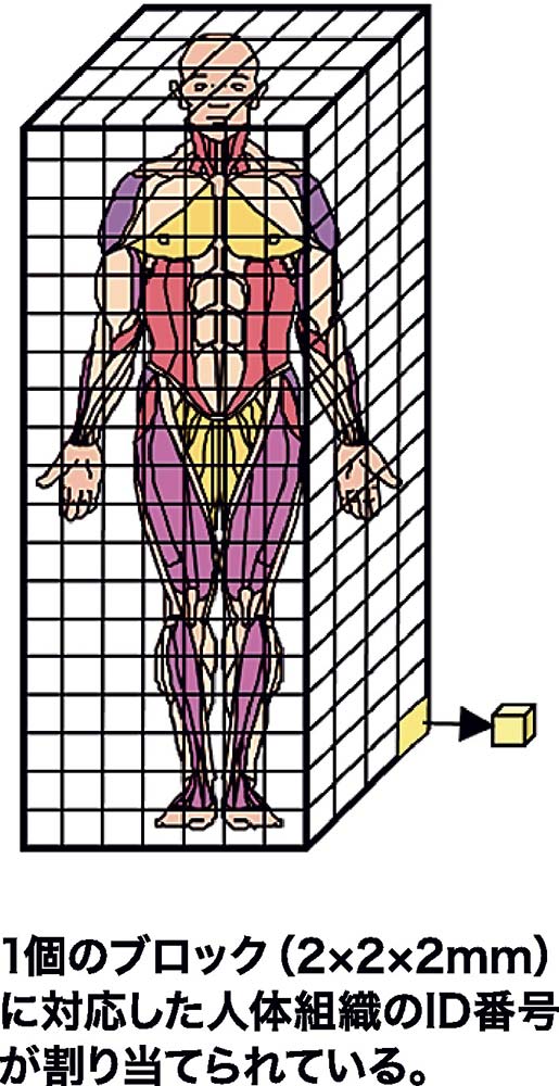 図3 数値人体モデルのイメージ