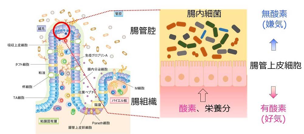 腸組織断面の模式図