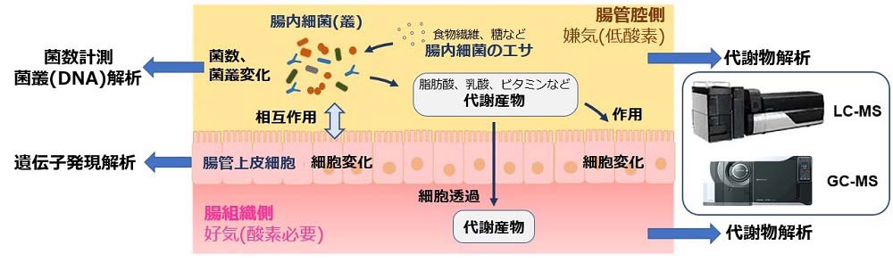 腸内細菌共培養デバイスによるDNAと遺伝子解析のイメージ図