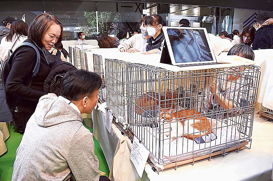 新しい家族との出会いの場となった「パナソニック保護犬猫譲渡会」。大阪では初めての開催となった