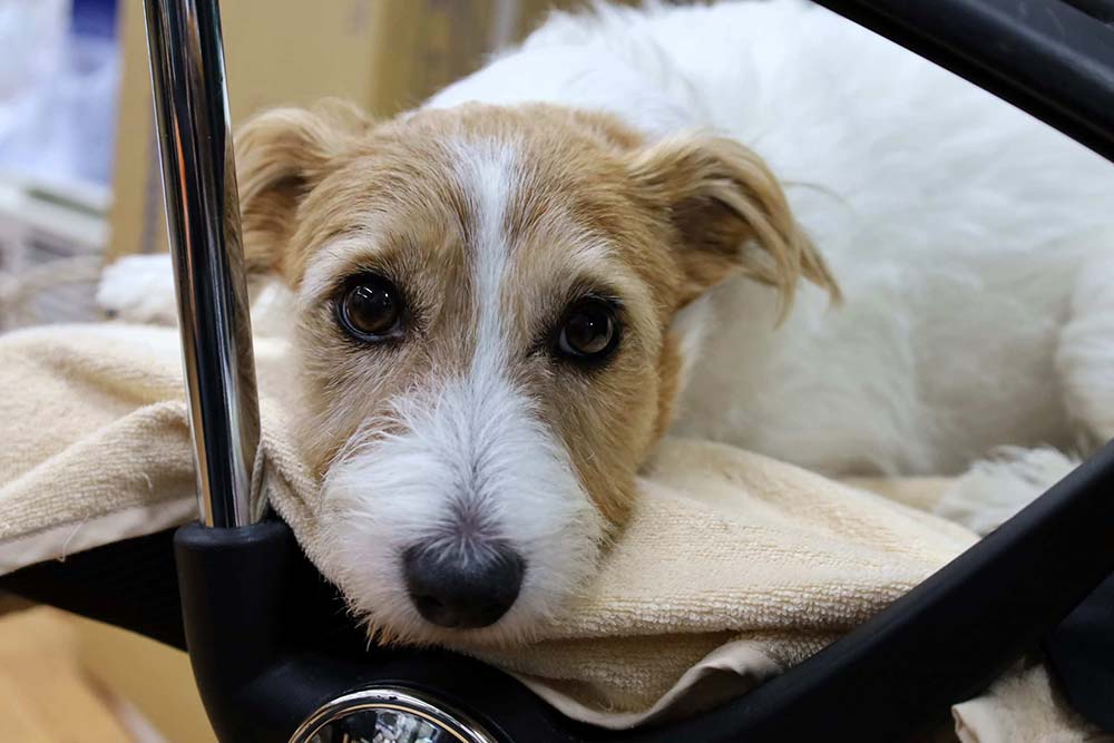 まいろちゃんは、生まれたときから同店の看板犬をしている