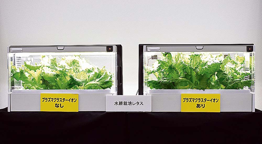 レタスをはじめとした葉物野菜、穀物など幅広い植物生育効果にも期待が掛かる