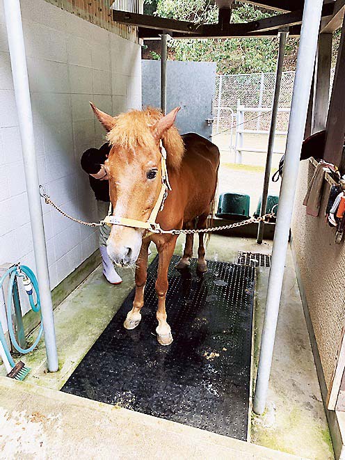 あそうベイパークにいる対州馬「はるな」