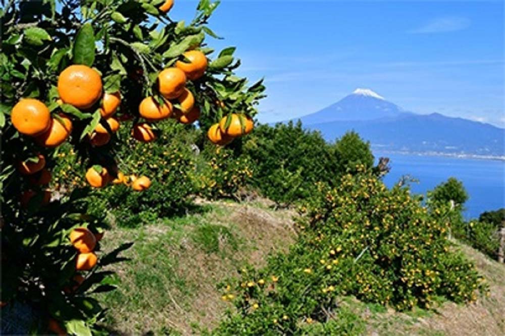 山の斜面にある西浦みかん農園