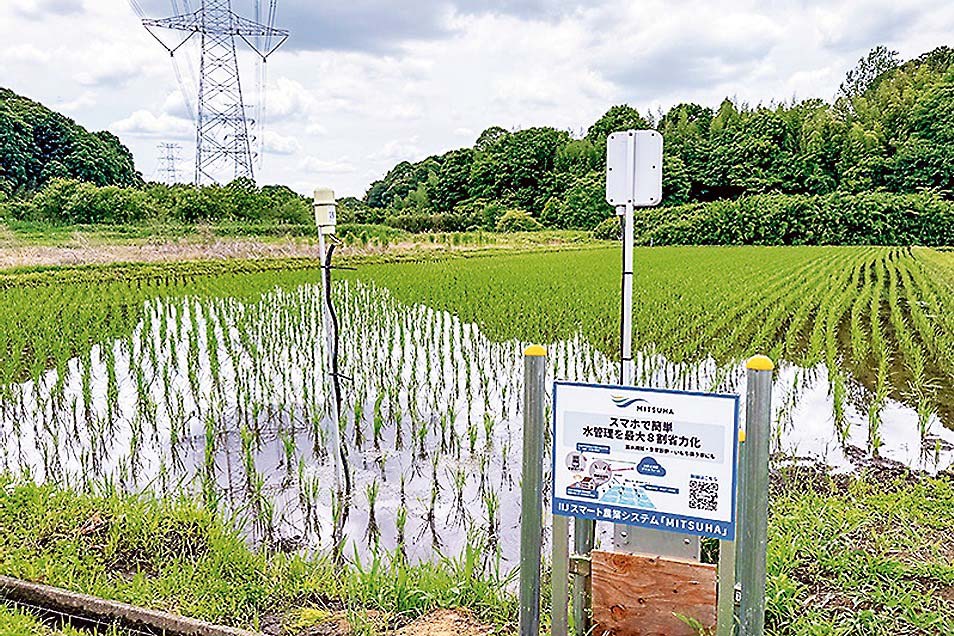 白井市内の実証圃場