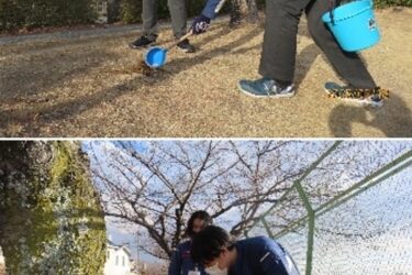 地元公園で桜育てるボランティア活動　三菱電機高周波光デバイス製作所の社員有志ら