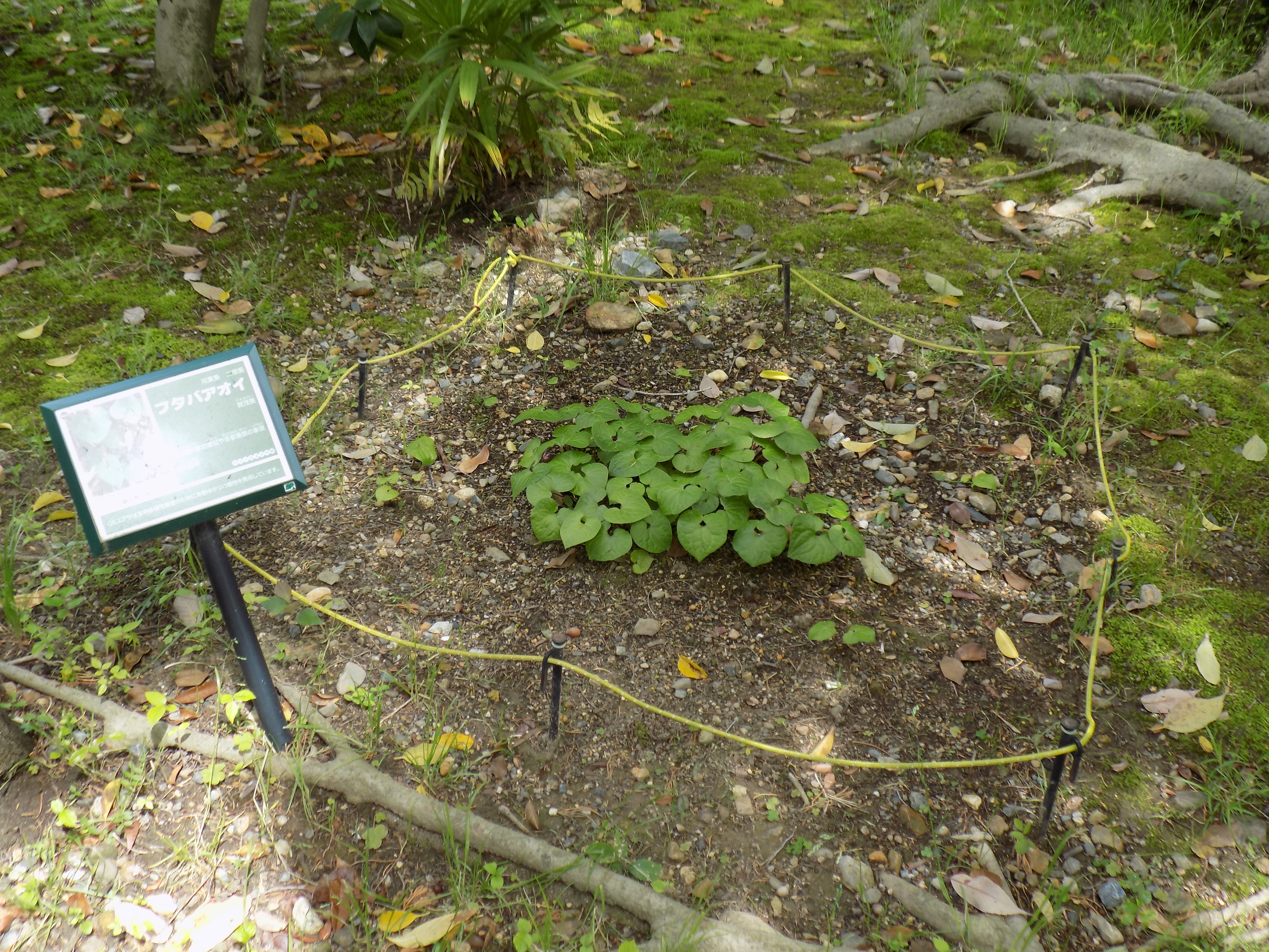 敷地内で育成するフタバアオイ 