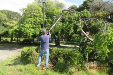 瑞ケ池公園で桜剪定、35人が参加　三菱電機高周波光デバイス製作所