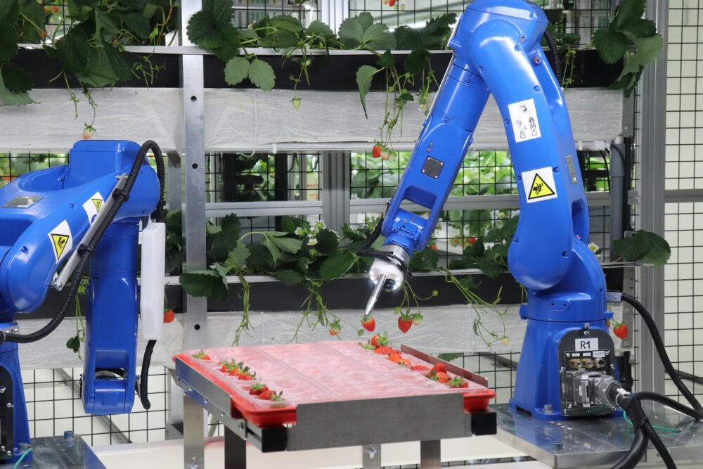 オイシイファームの植物工場でイチゴを収穫するロボット＝5日午後、東京都羽村市