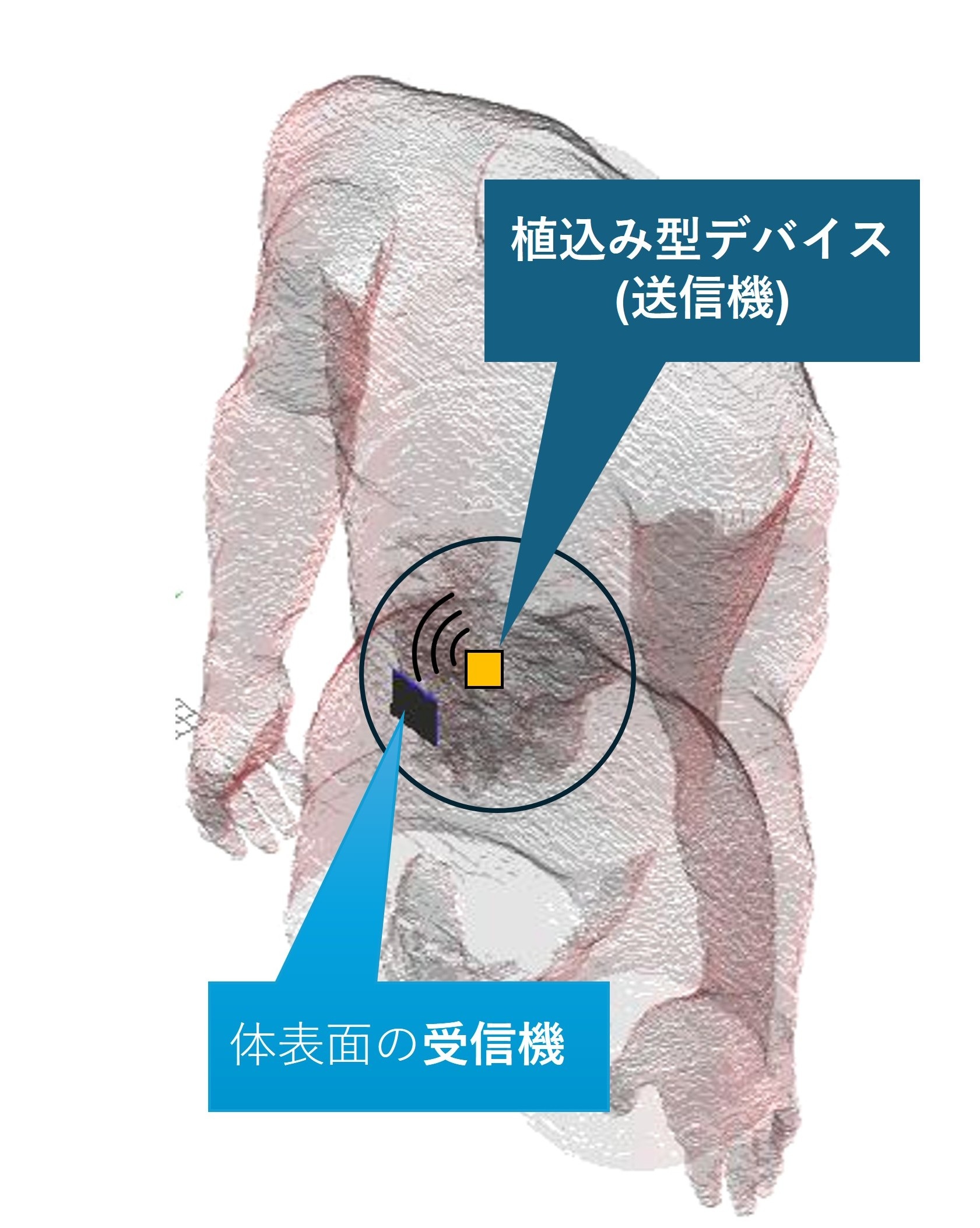 飲み込み型超広帯域通信（UWB）の仕組み（提供：大阪公立大学）